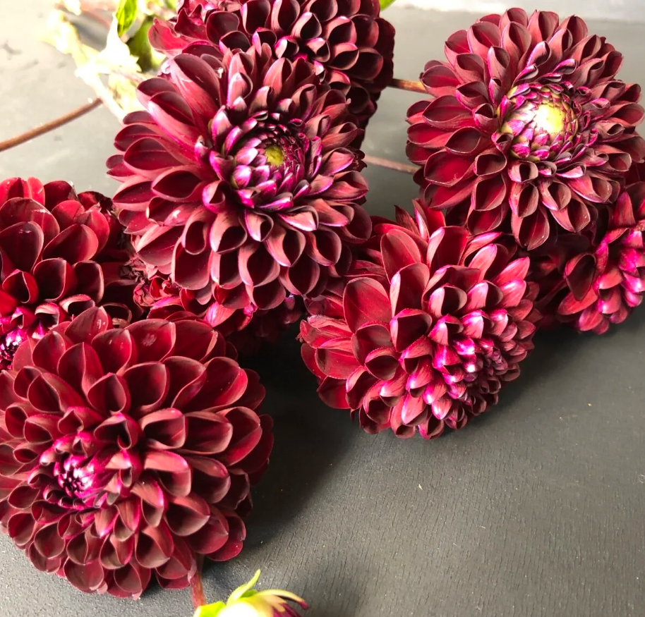 dahlias